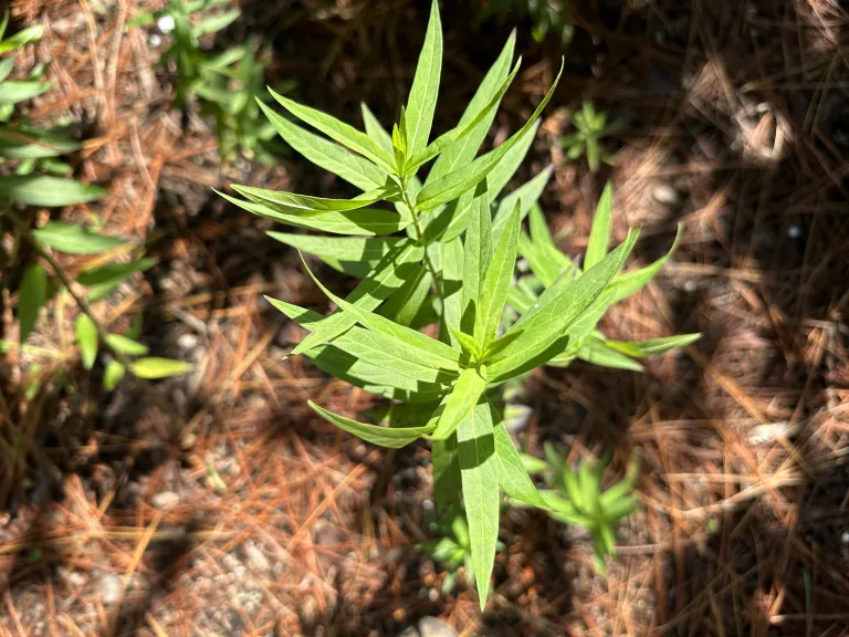 Asclepias incarnata foliage