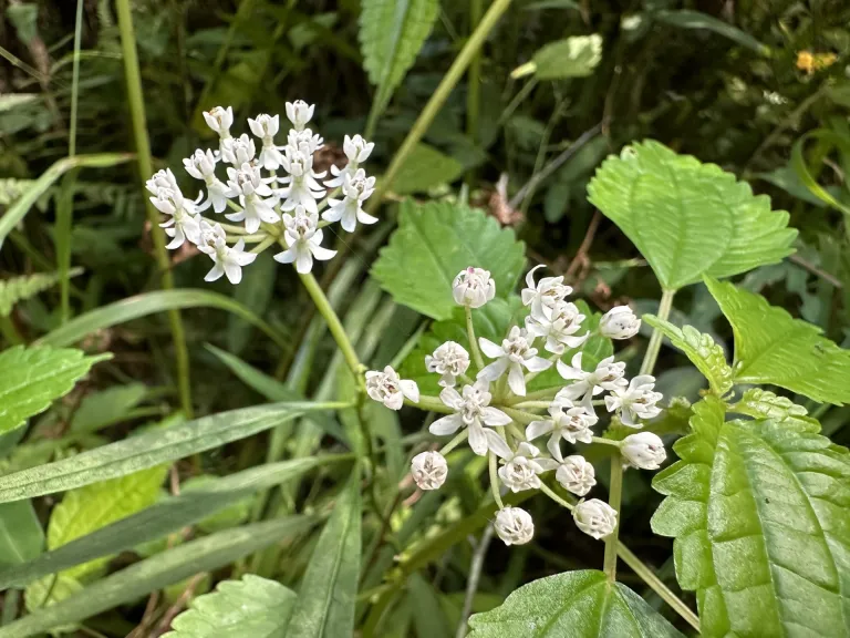 Asclepias perennis - Flower