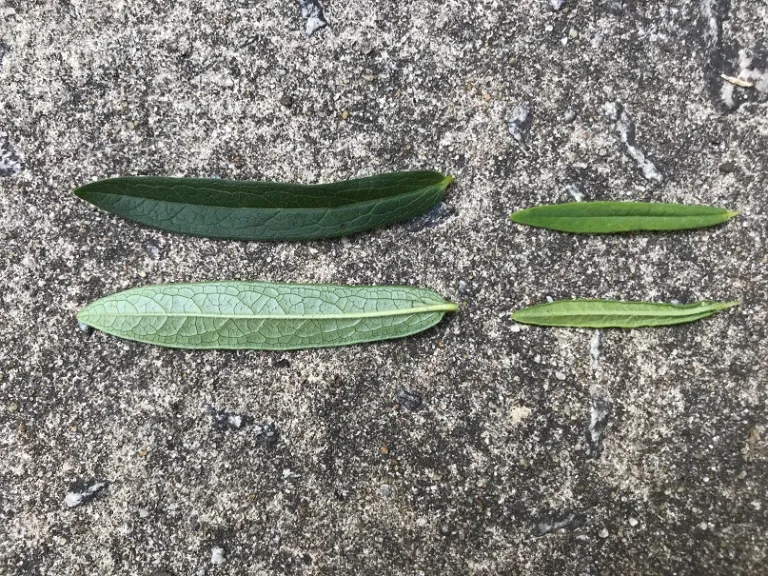 Asclepias tuberosa leaf front and back