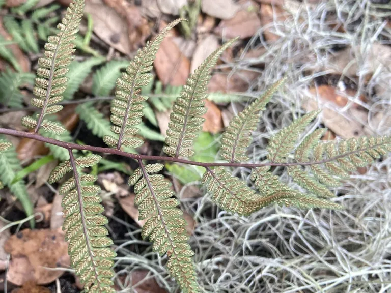 Athyrium 'Godzilla' back of frond