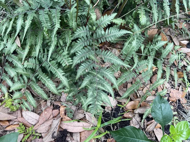 Athyrium 'Godzilla' fronds