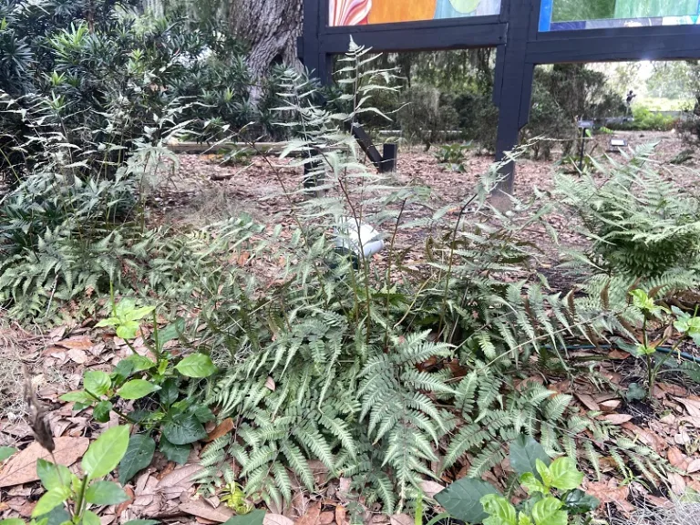 Athyrium 'Godzilla' habit