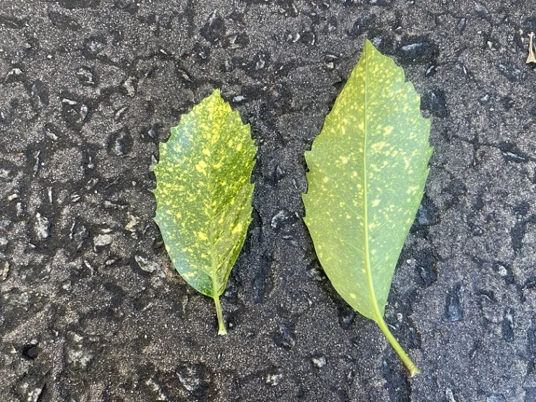 Aucuba japonica 'Variegata' leaf front and back