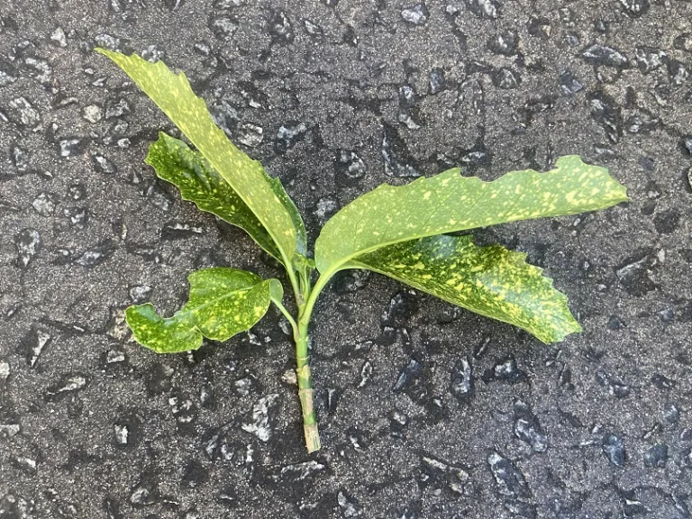 Aucuba japonica 'Variegata' stem