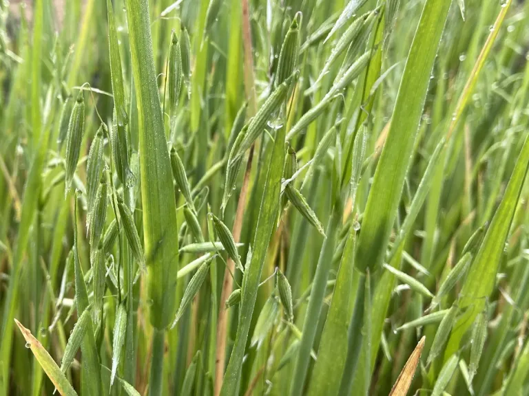 Avena nuda flower buds