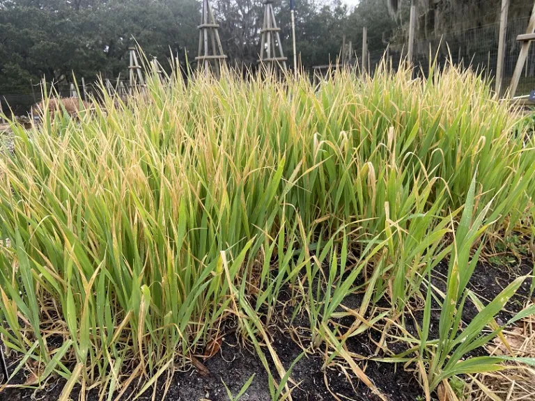 Avena nuda foliage