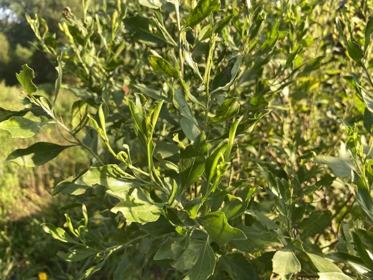 Baccharis halimifolia foliage
