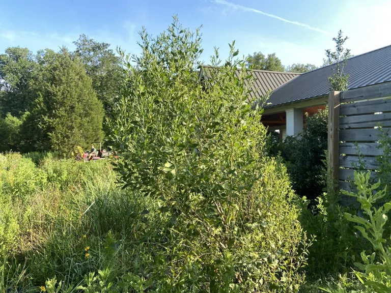 Baccharis halimifolia habit