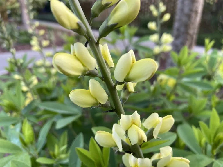 Baptisia 'Carolina Moonlight' flower
