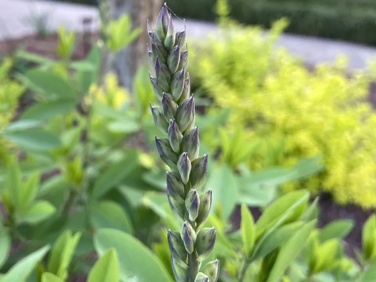 Baptisia 'Carolina Moonlight' flower buds