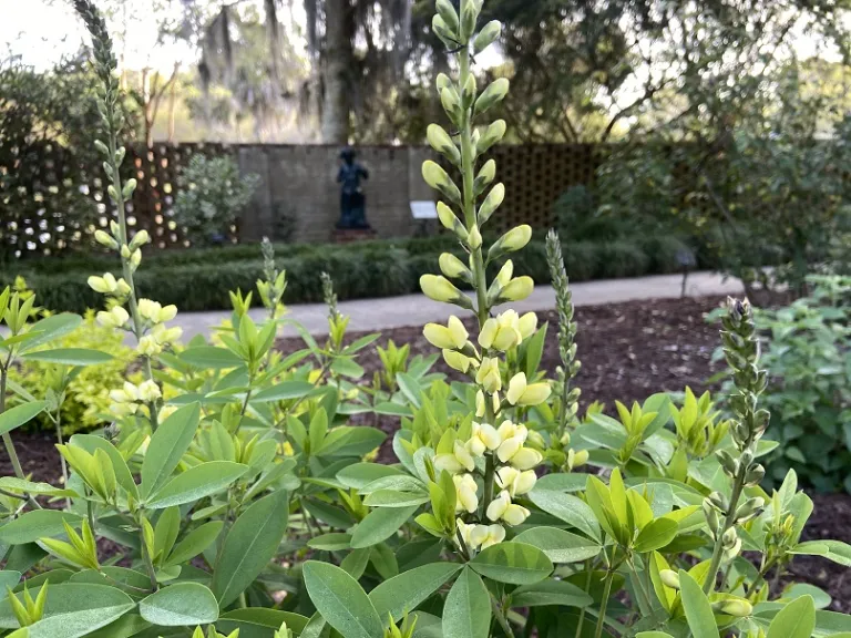 Baptisia 'Carolina Moonlight' flower
