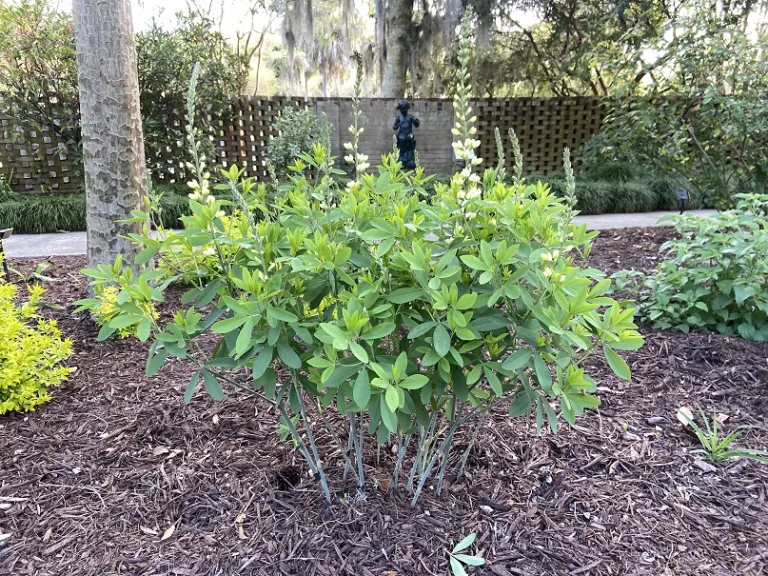 Baptisia 'Carolina Moonlight' flowering habit