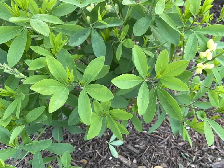 Baptisia 'Carolina Moonlight' foliage