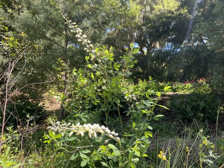 Baptisia alba flowering habit
