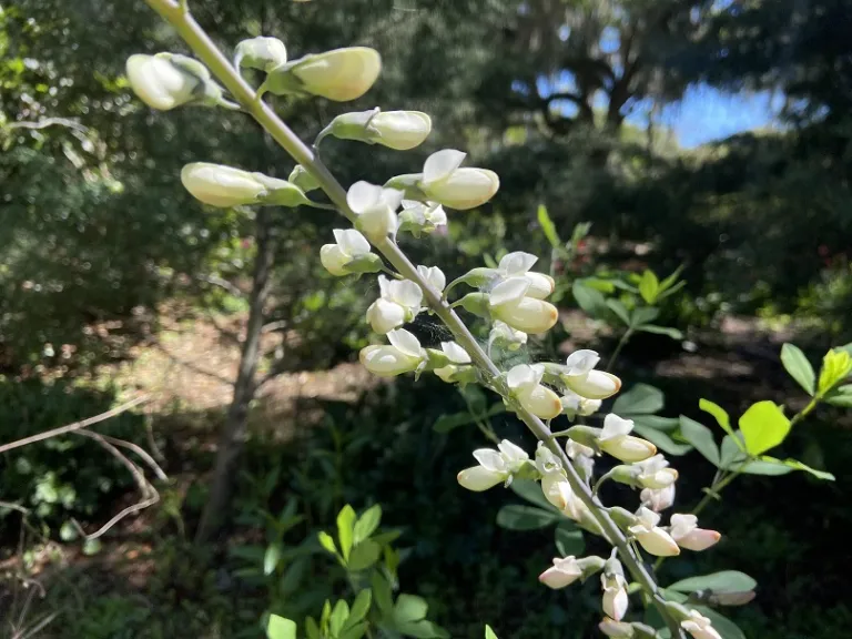 Baptisia alba flowers