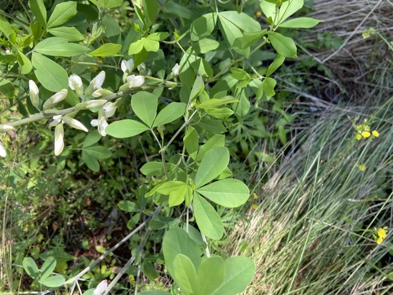 Baptisia alba foliage