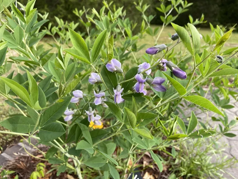 Baptisia australis flowers
