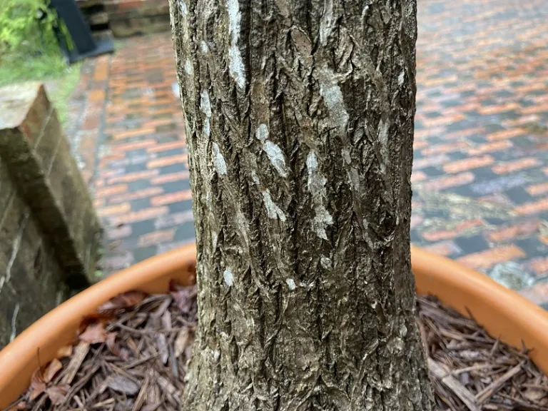 Beaucarnea recurvata bark