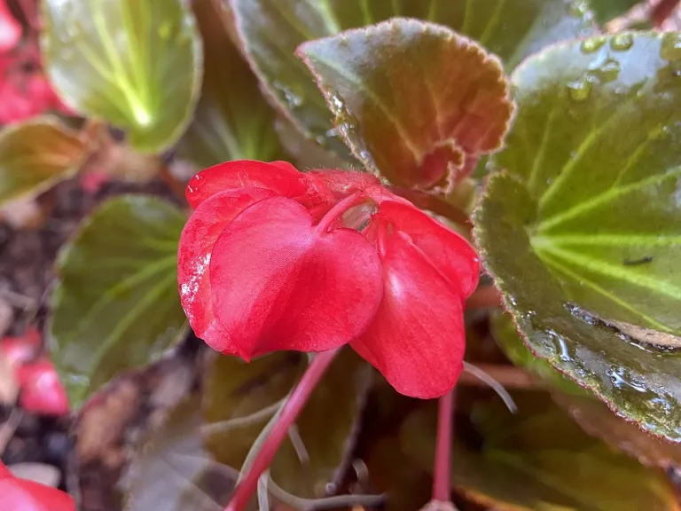 Begonia × benariensis (Whopper® Red With Bronze Leaf Improved) flower bud