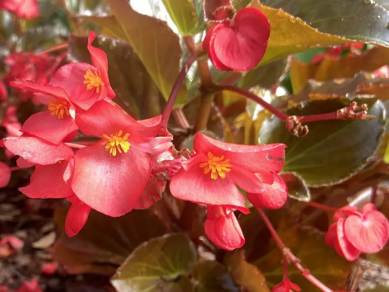 Begonia × benariensis (Whopper® Red With Bronze Leaf Improved) flowers