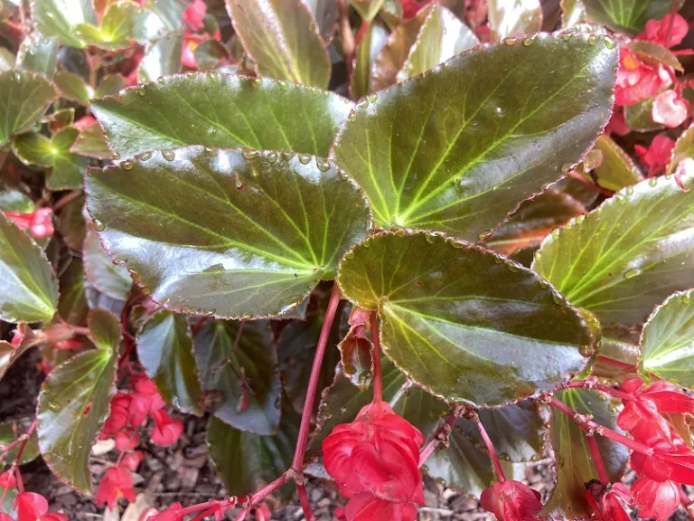 Begonia × benariensis (Whopper® Red With Bronze Leaf Improved) foliage