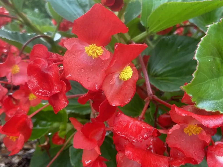 Begonia × benariensis (Whopper® Red With Green Leaf Improved) flowers