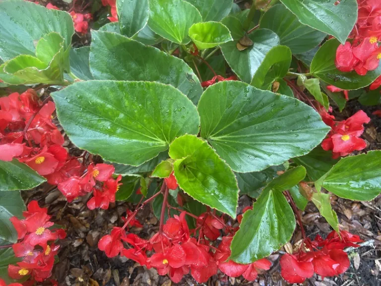 Begonia × benariensis (Whopper® Red With Green Leaf Improved) foliage