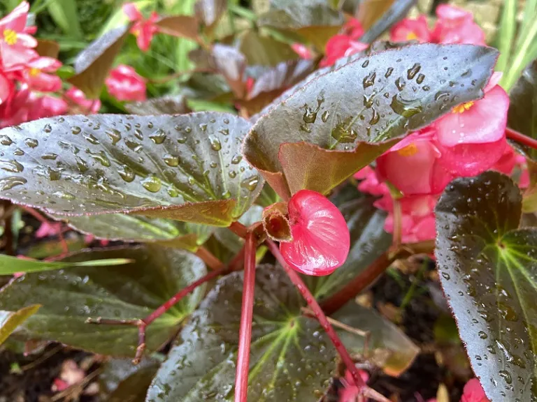 Begonia × benariensis (Whopper® Rose With Bronze Leaf) flower bud