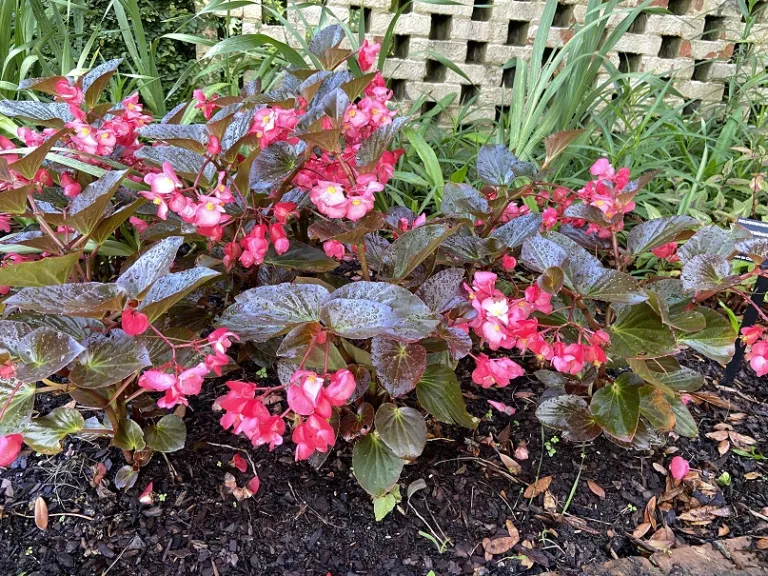 Begonia × benariensis (Whopper® Rose With Bronze Leaf) flowering habit
