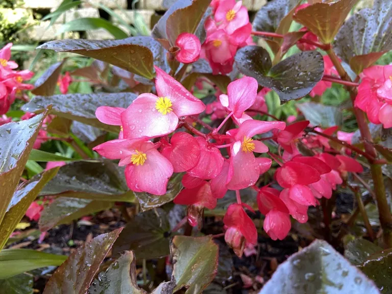 Begonia × benariensis (Whopper® Rose With Bronze Leaf) flowers