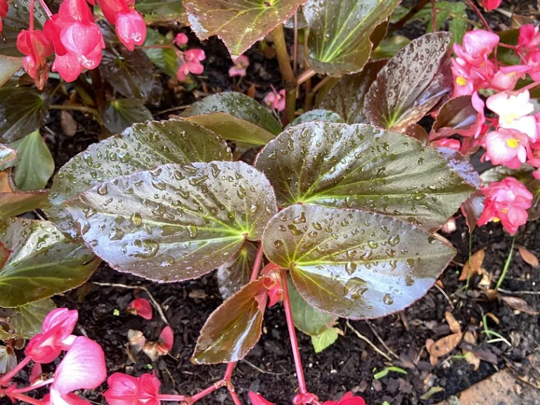 Begonia × benariensis (Whopper® Rose With Bronze Leaf) foliage