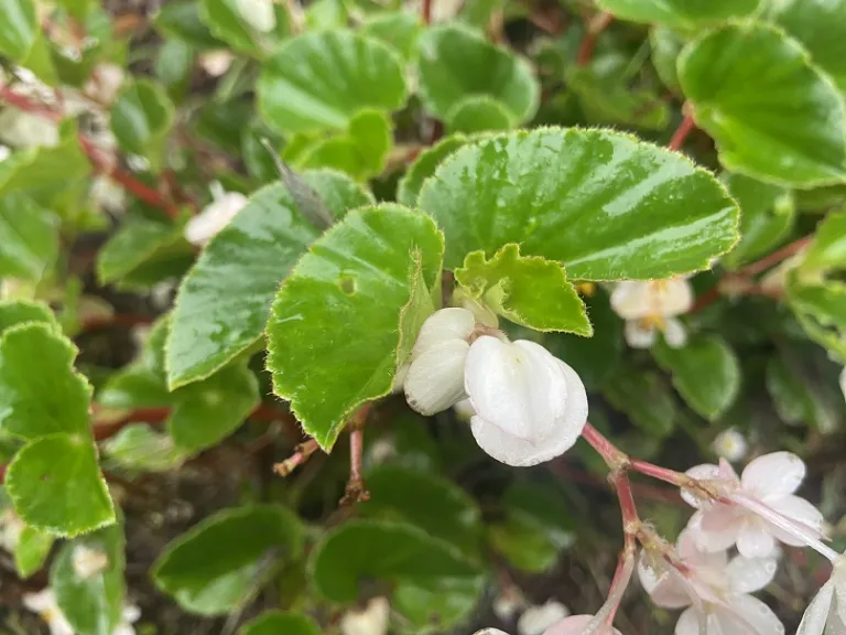 Begonia × hybrida 'PAS481975' (BabyWing® White) flower buds