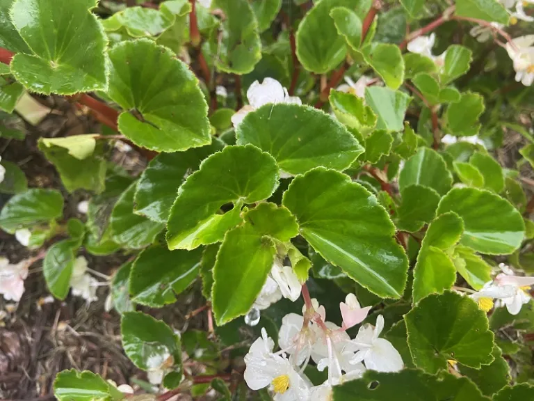 Begonia × hybrida 'PAS481975' (BabyWing® White) foliage