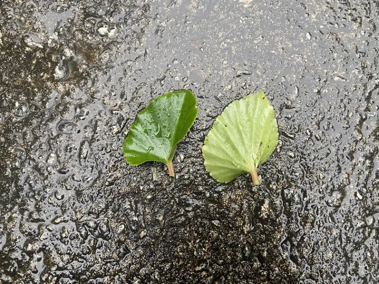 Begonia × hybrida 'PAS481975' (BabyWing® White) leaf front and back