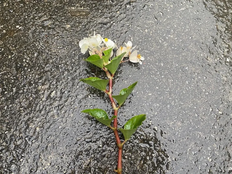 Begonia × hybrida 'PAS481975' (BabyWing® White) stem
