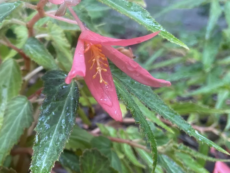 Begonia boliviensis (San Francisco™) flower