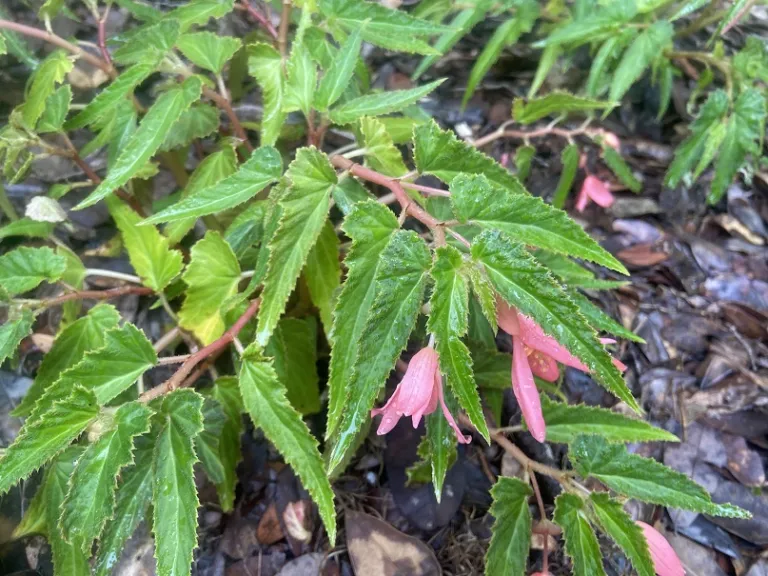 Begonia boliviensis (San Francisco™) foliage