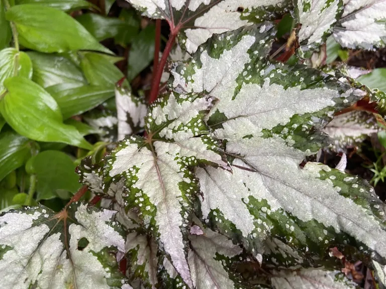 Begonia rex-cultorum (Bewitched™ Wintergreen) foliage
