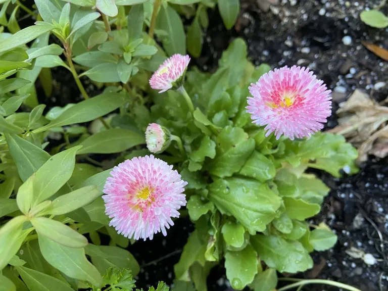 Bellis perennis (Tasso Mix) flowers