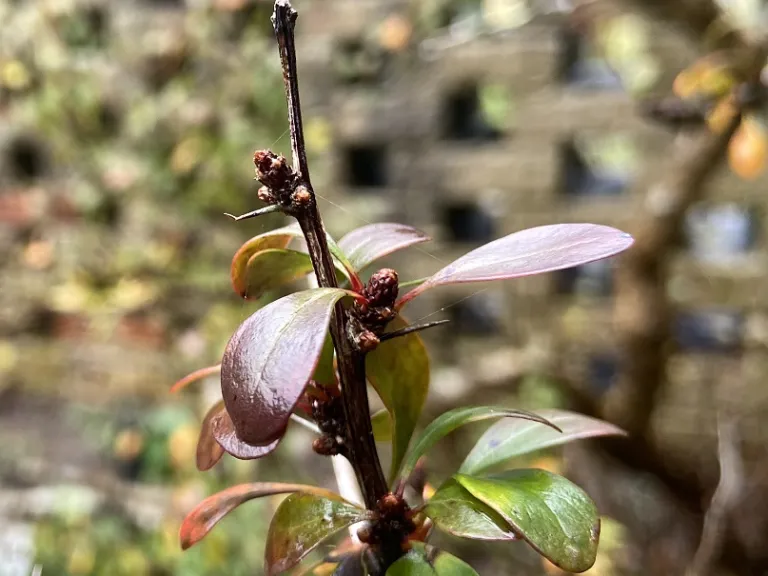 Berberis thunbergii f. atropurpurea 'Atropurpurea Nana' thorns