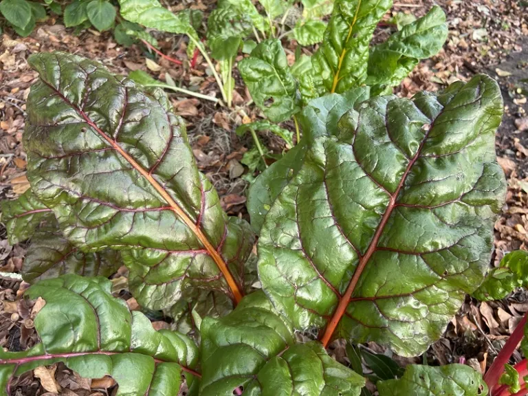 Beta vulgaris 'Bright Lights' (Leaf Beet Group) foliage