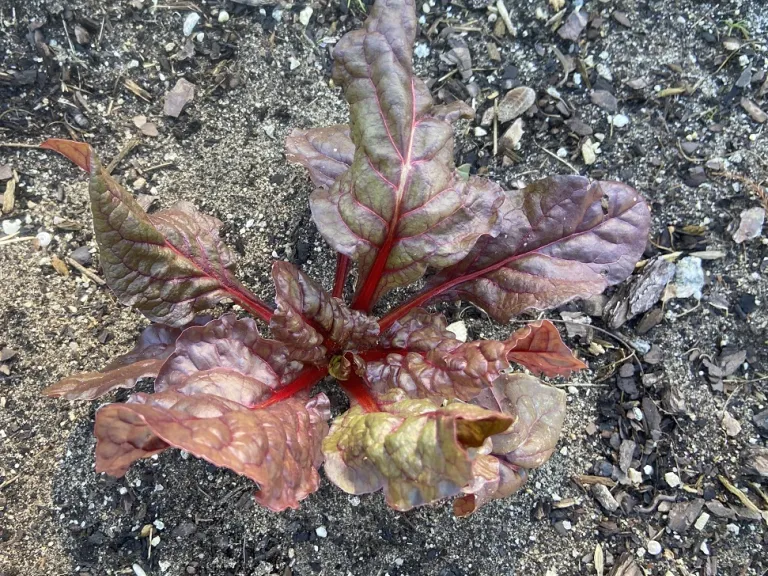 Beta vulgaris [Leaf Beet Group] 'Ruby Red' foliage