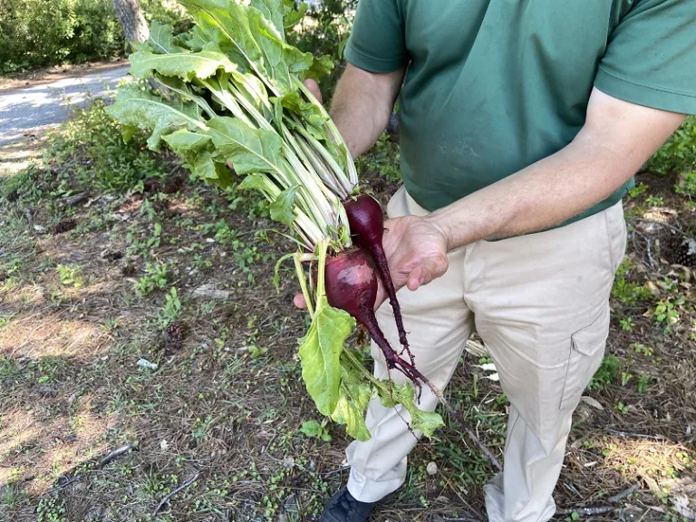 Beta vulgaris [Garden Beet Group] 'Lutz Green Leaf' (Winter Keeper) root