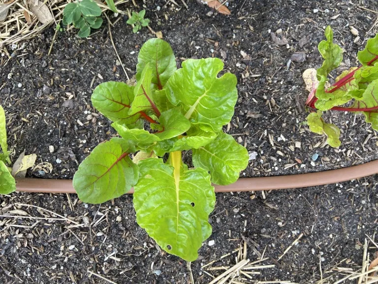 Beta vulgaris [Leaf Beet Group] 'Prismatic Rainbow' foliage