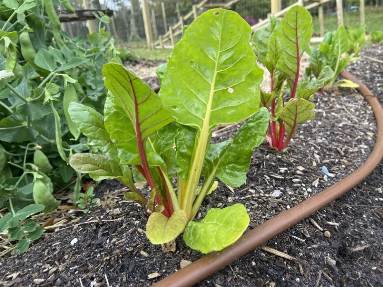 Beta vulgaris [Leaf Beet Group] 'Prismatic Rainbow' habit