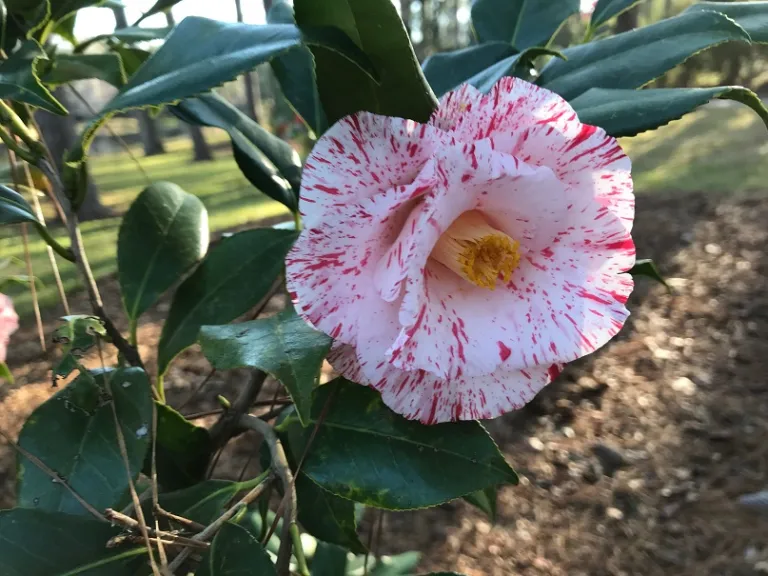 Camellia japonica 'Betty Foy Sanders' flower