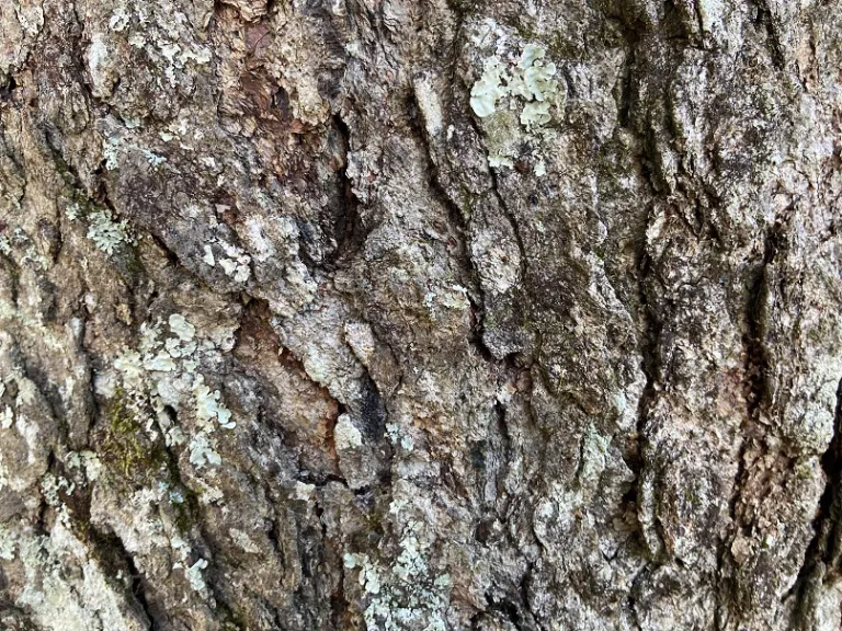 Betula nigra bark