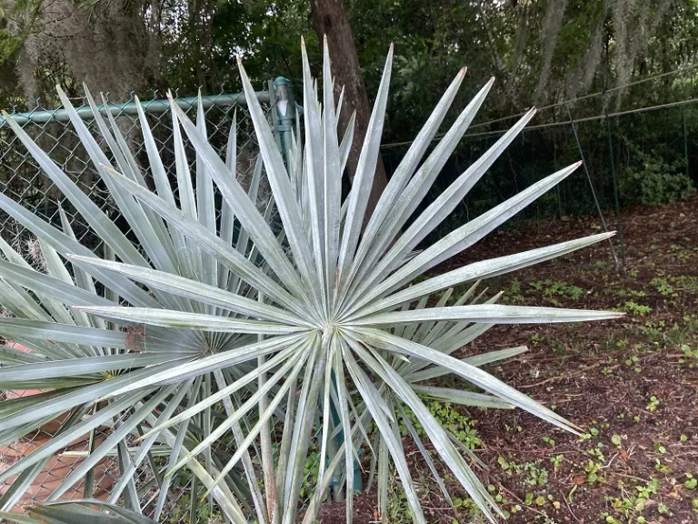 Bismarckia nobilis fronds