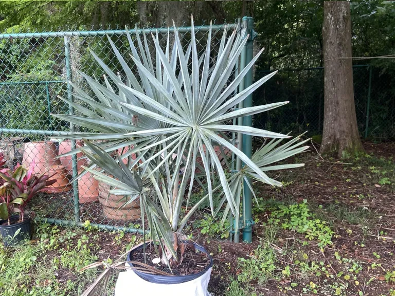 Bismarckia nobilis habit
