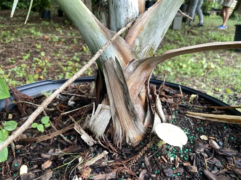 Bismarckia nobilis trunk